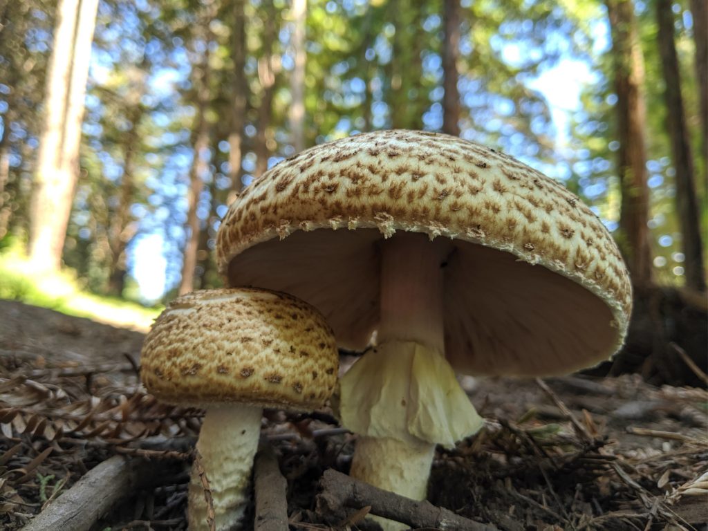 Agaricus augustus or Prince Mushroom