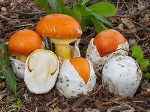 Amanita caesarea button stage