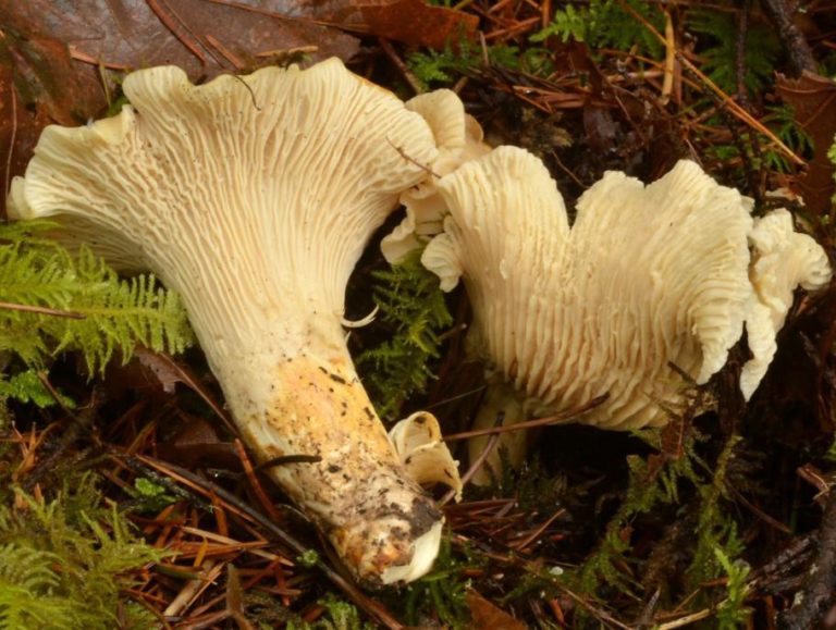 cantharellus-subalbidus-all-about-the-white-chanterelle