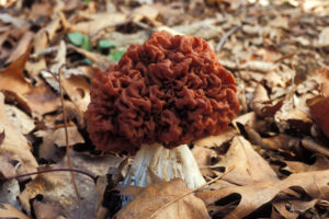 Gyromitra caroliniana growing in the fall