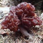 Gyromitra esculenta