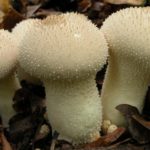 Lycoperdon Perlatum the common puffball