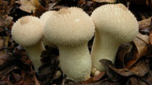 Lycoperdon Perlatum the common puffball