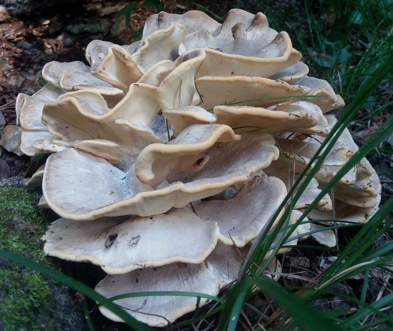 Meripilus Sumstinei: The Black Staining Polypore Mushroom