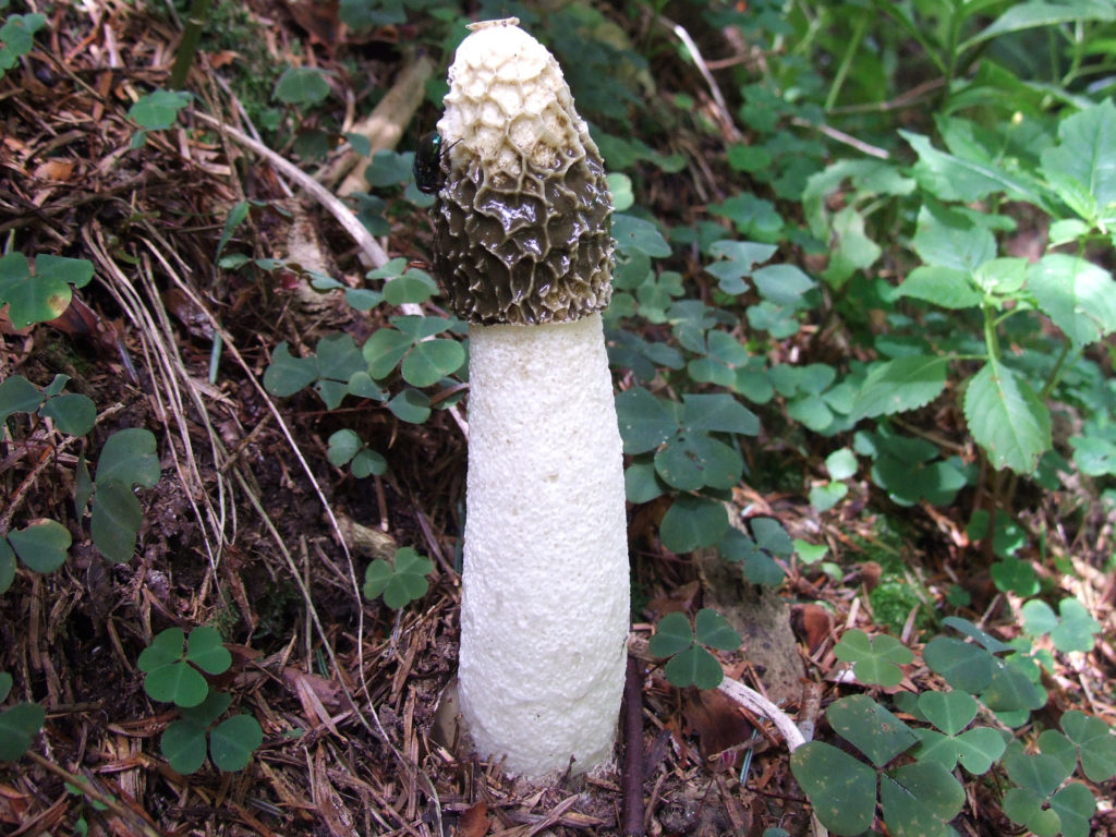 Phallus impudicus "Penis Mushroom"