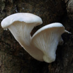 Pleurotus Dryinus