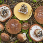 Suillus Luteus or Slippery Jack