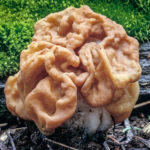 Gyromitra gigas