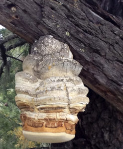 Agarikon Mushroom Growing on a Tree