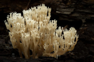 Artomyces Pyxidatus Crown Tipped Coral Mushroom
