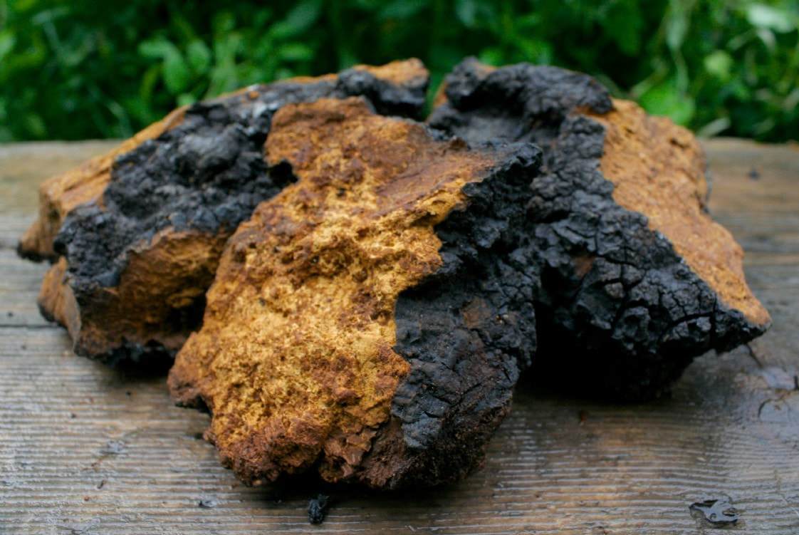 Buy Chaga Mushroom Online