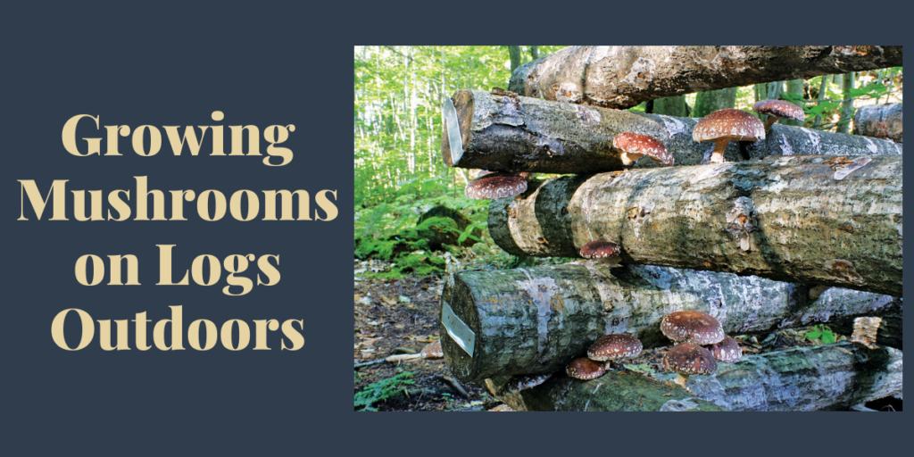 Growing Mushrooms on Logs Outdoors
