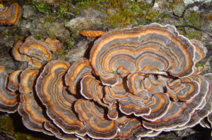 Turkey Tail Mushroom