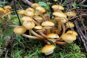 Armillaria Mellea