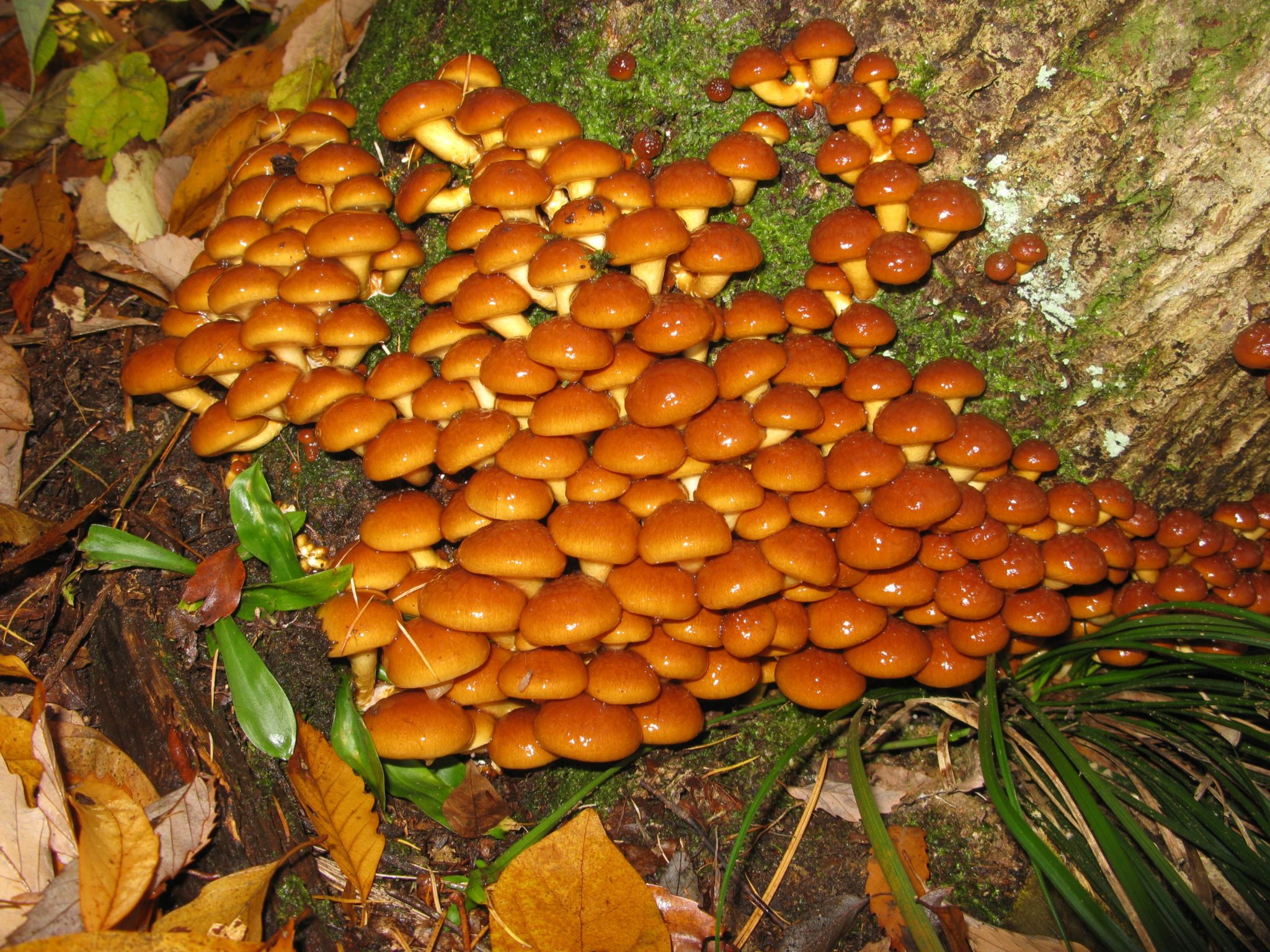 pholiota-microspora-nameko-mushroom-identification-info