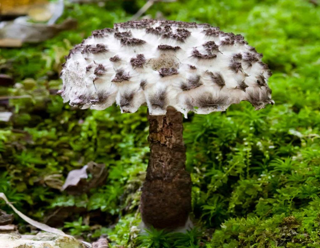 old man of the woods mushroom