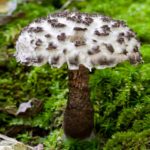 old man of the woods mushroom