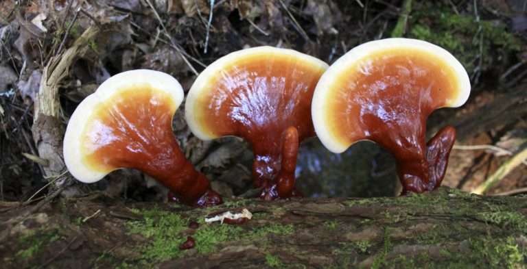reishi mushroom side effects liver