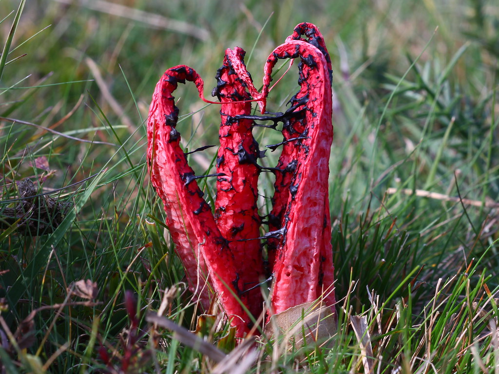 Clathrus archeri