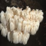 Hericium Americanum