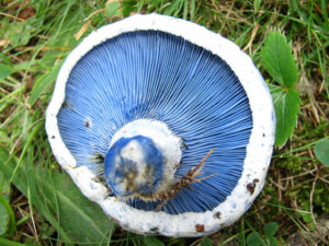 Indigo Milk Cap