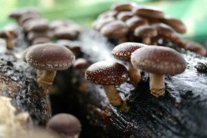 Lentinula edodes or Shiitake growing on logs