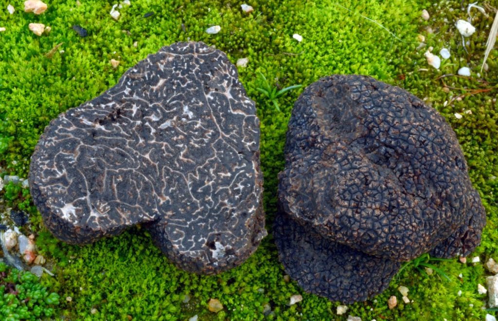 Tuber melanosporum: 8 Benefits of The Perigord Black Truffle