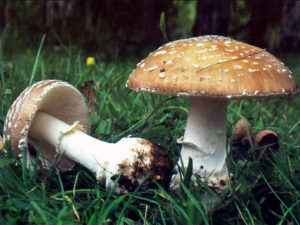 Amanita Pantherina