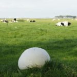 Calvatia Gigantea