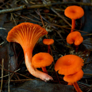 chanterelle jack o lantern