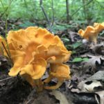 Cantharellus lateritius