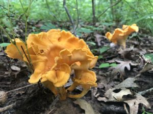 Cantharellus lateritius