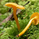 Cantharellus minor