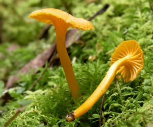 Cantharellus minor