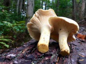 Cantharellus subalbidus