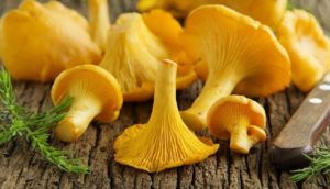 Chanterelle Mushrooms