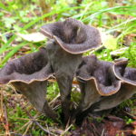 Craterellus cornucopioides