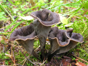 Craterellus cornucopioides