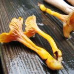 Craterellus ignicolor