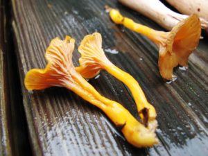 Craterellus ignicolor