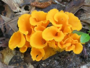 Craterellus odoratus