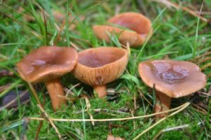 Lactarius camphoratus