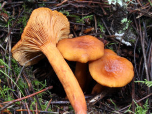 Lactarius rubidus