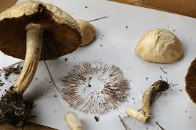 Mushroom Spore Print Example