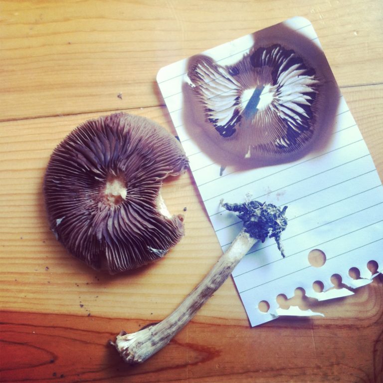 growing mushrooms from spore print