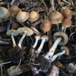 Psilocybe Ovoideocystidiata