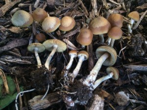 Psilocybe Ovoideocystidiata