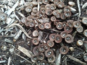 Bird Nest Fungi