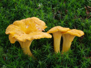 Chanterelles