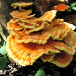 Chicken of the Woods